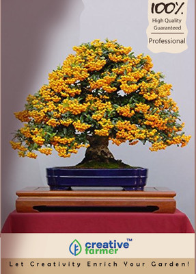 Creative Farmer Japanese Juglans Bonsai Seeds Seed(1 per packet)
