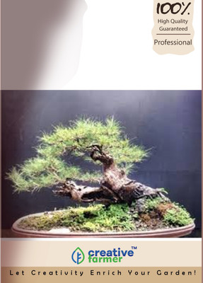

Creative Farmer Horsetail Tree Bonsai Tree Seeds Seed(20 per packet)