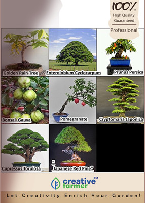 

Creative Farmer Bonsai Combo Seed(10 per packet)