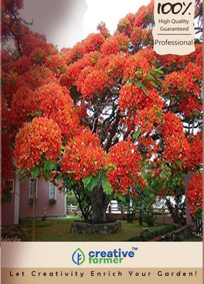 

Creative Farmer Delonix Regia Seed(20 per packet)
