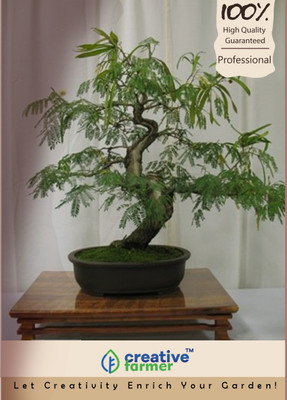 

Creative Farmer Touch Me Not Plant Bonsai Seeds Seed(20 per packet)