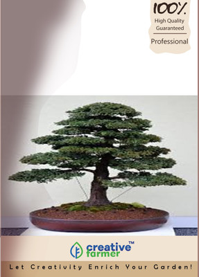 

Creative Farmer Cypress Bonsai Bonsai Seeds Seed(5 per packet)