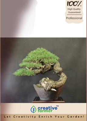 

Creative Farmer Whistling Pine Bonsai Tree Seeds Seed(20 per packet)