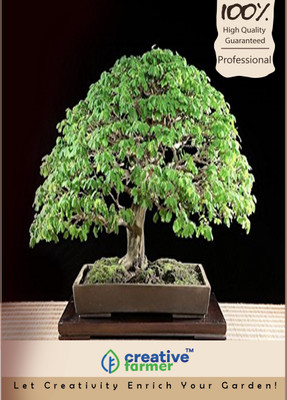 

Creative Farmer Pithecellobium Saman Imported Bonsai Seeds Seed(10 per packet)