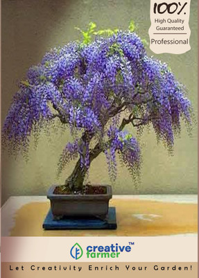 

Creative Farmer Neelkanth Imported Bonsai Seeds Seed(10 per packet)