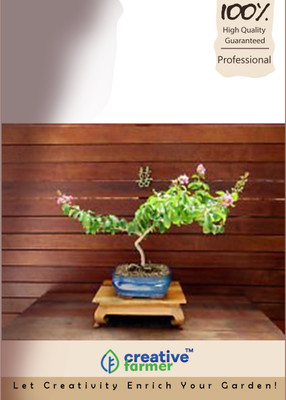 

Creative Farmer Crepe Myrtle Crape Tree Imported Bonsai Seeds Seed(10 per packet)