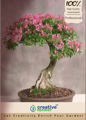 

Creative Farmer Mimosa Bonsai Seeds Seed(5 per packet)