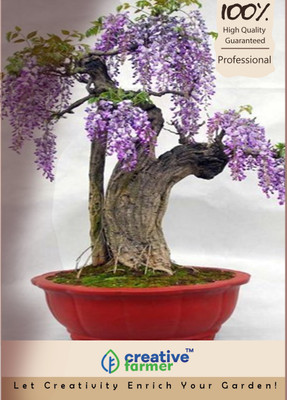 

Creative Farmer Jacaranda Acutifolia Imported Bonsai Seeds Seed(10 per packet)