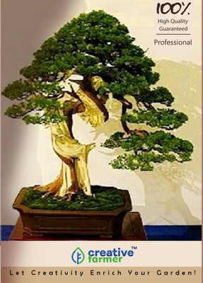 

Creative Farmer Weeping Bonsai Bonsai Seeds Seed(10 per packet)