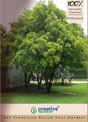 

Creative Farmer Shade Tree For Garden Pongamia Pinnata Seeds Seed(50 per packet)