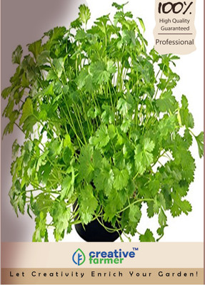

Creative Farmer Cilantro Seeds Seed(500 per packet)