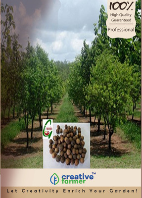 

Creative Farmer Sandalwood Seed(10 per packet)
