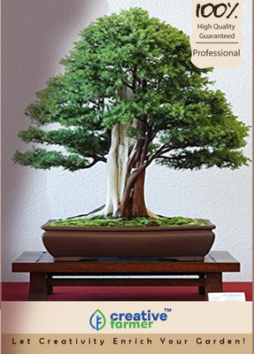 

Creative Farmer Juniperus Communis - Common Juniper Bonsai Seeds Seed(5 per packet)
