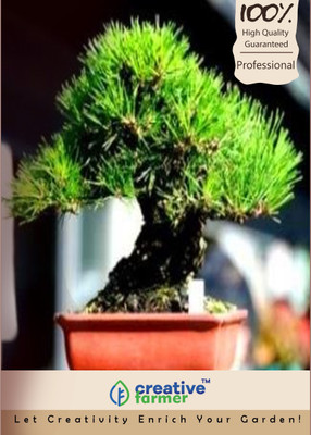 

Creative Farmer Pinus Thunbergii Bonsai Seeds Seed(5 per packet)
