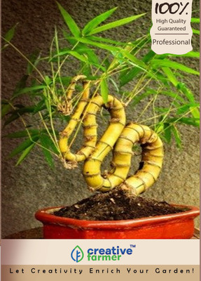 

Creative Farmer Bamboo Seed(10 per packet)