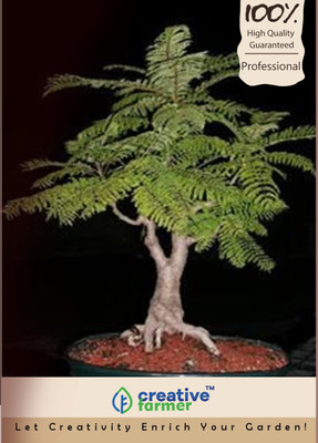

Creative Farmer Peltophorum Inermis Bonsai Seeds Seed(10 per packet)