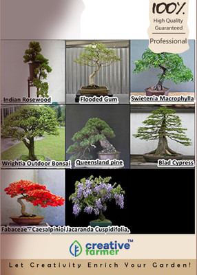 

Creative Farmer Bonsai Combo Seed(10 per packet)