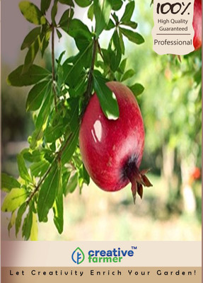 Creative Farmer Pomegranate Seeds High Yield Seed(50 per packet)