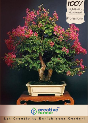 

Creative Farmer Queen Of Flowers Bonsai Seeds Seed(10 per packet)
