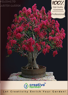 

Creative Farmer Jarul Imported Bonsai Seeds Seed(10 per packet)
