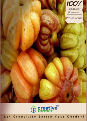 

Creative Farmer Garcinia Gummi Gutta Seeds Seed(100 per packet)