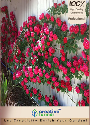 

Creative Farmer Rose Seed(5 per packet)