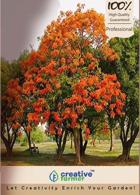 

Creative Farmer Tree Seeds Seed(10 per packet)