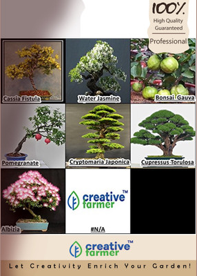 

Creative Farmer Bonsai Combo Seed(10 per packet)
