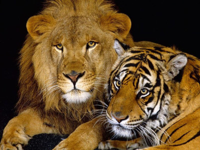 MNTC Beautiful Lion Poster (Paper Print, 12x18 inch) Paper Print(12 inch X 18 inch, Rolled)