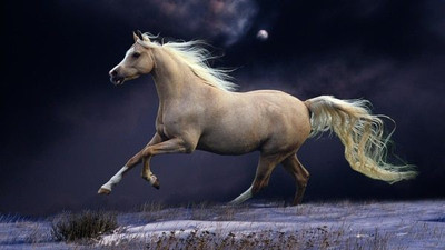 

MNTC Beautiful Horses Poster (Paper Print, 12x18 inch) Paper Print(12 inch X 18 inch, Rolled)