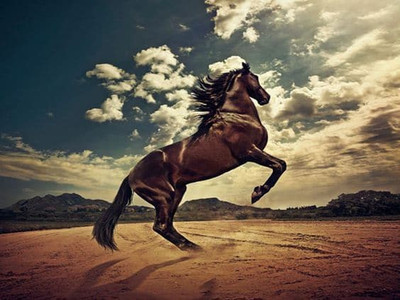 

MNTC Beautiful Horses Poster (Paper Print, 12x18 inch) Paper Print(12 inch X 18 inch, Rolled)