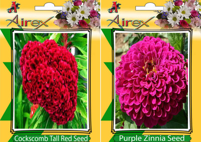 

Airex Cockscomb Tall Red, Purple Zinnia Seed(25 per packet)