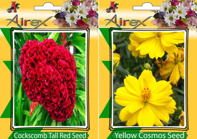 

Airex Cockscomb Tall Red, Yellow Cosmos Seed(20 per packet)