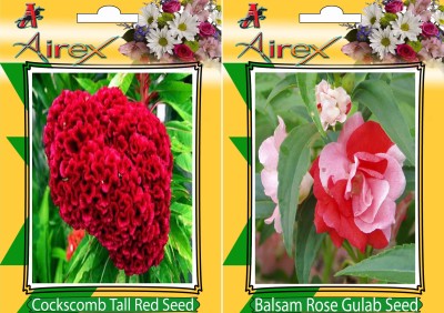 Airex Cockscomb Tall Red, Balsam Rose Gulab Seed(25 per packet)