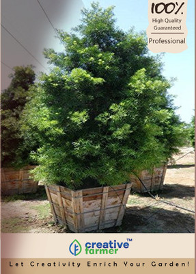 

Creative Farmer Podocarpus Gracillior Seeds Seed(10 per packet)