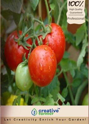 

Creative Farmer Tomato Seed(50 per packet)