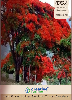 

Creative Farmer Shade Trees Seed(10 per packet)