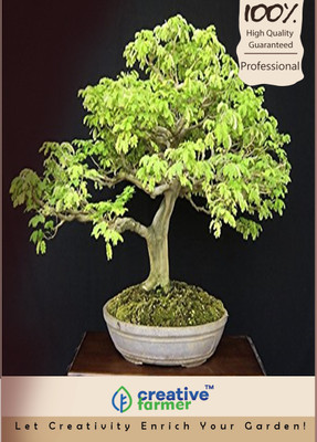 

Creative Farmer Rain Tree Imported Bonsai Seeds Seed(10 per packet)