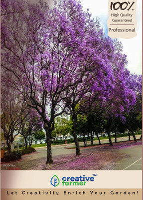 

Creative Farmer Black Poui Jacaranda Tree Seeds Seed(20 per packet)