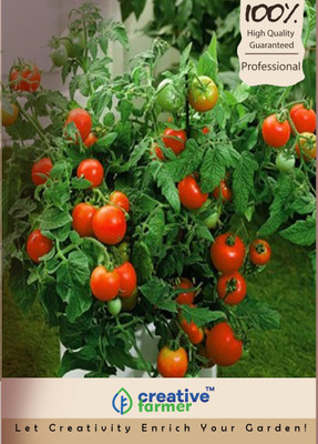 

Creative Farmer Tomato Seed(50 per packet)