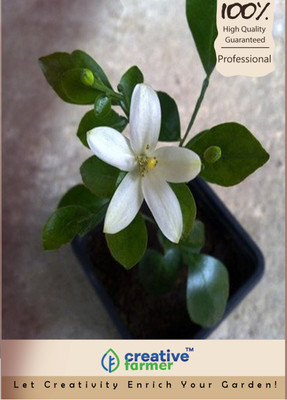 

Creative Farmer Camunium Exoticum Kamani Flower Jasmine Seeds Seed(10 per packet)