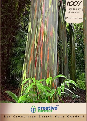 

Creative Farmer Eucalyptus Seeds Seed(200 per packet)