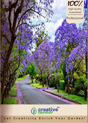 

Creative Farmer Long-Lasting Blue Flowers Seed(20 per packet)