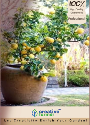 

Creative Farmer Lemon Bonsai Seeds Seed(5 per packet)