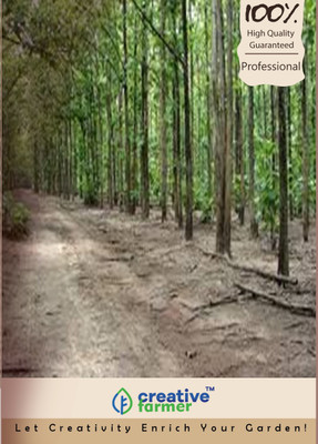 

Creative Farmer Acacia Seed(50 per packet)