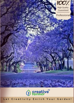

Creative Farmer Shade Tree Seed(20 per packet)