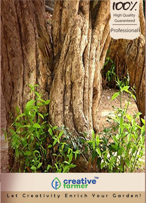 

Creative Farmer Wrightia Tinctoria -Duhi, Mitaindarjau Kapar,Kala Kuda Seeds Seed(20 per packet)