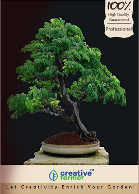 

Creative Farmer Gulabi Siris Imported Bonsai Seeds Seed(10 per packet)
