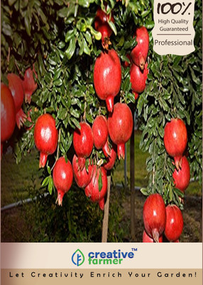 

Creative Farmer Dwarf Pomegranate Plant Seeds (Punica Granatum Nana) Seed(20 per packet)