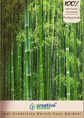 

Creative Farmer Bamboo Seed(50 per packet)